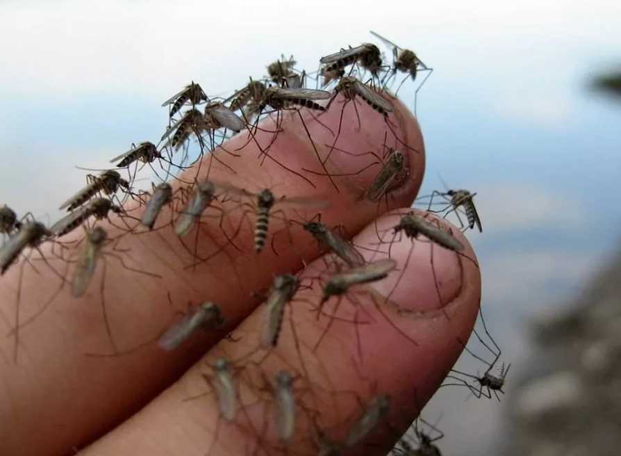 a612e25020d72dbf74bff9bd0b34912024293cc4